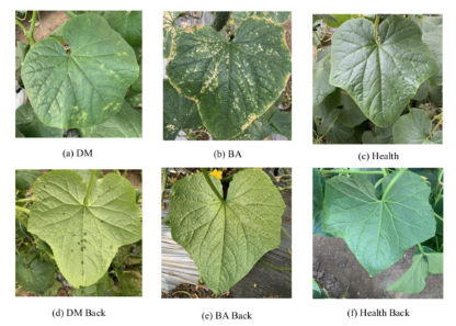 Cucumber leaf disease examples for ADDLight